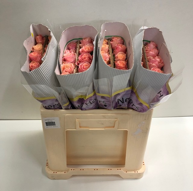 Rosa gr sweet tacazzi BT.jpg
